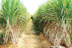 Sugar cane cultivation in fields