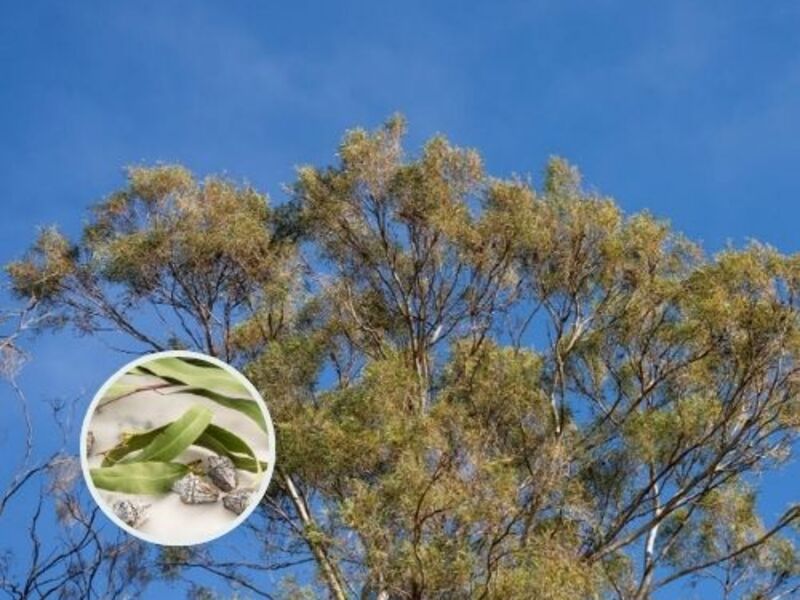 Colonial Trees vs Native Indian LS cropped