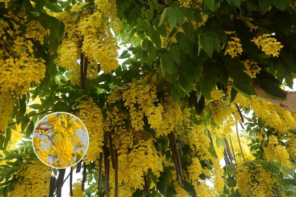 Cassia fistula