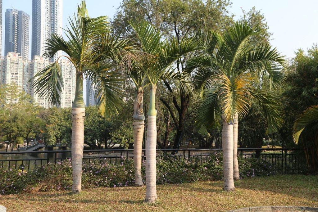 Royal Palm