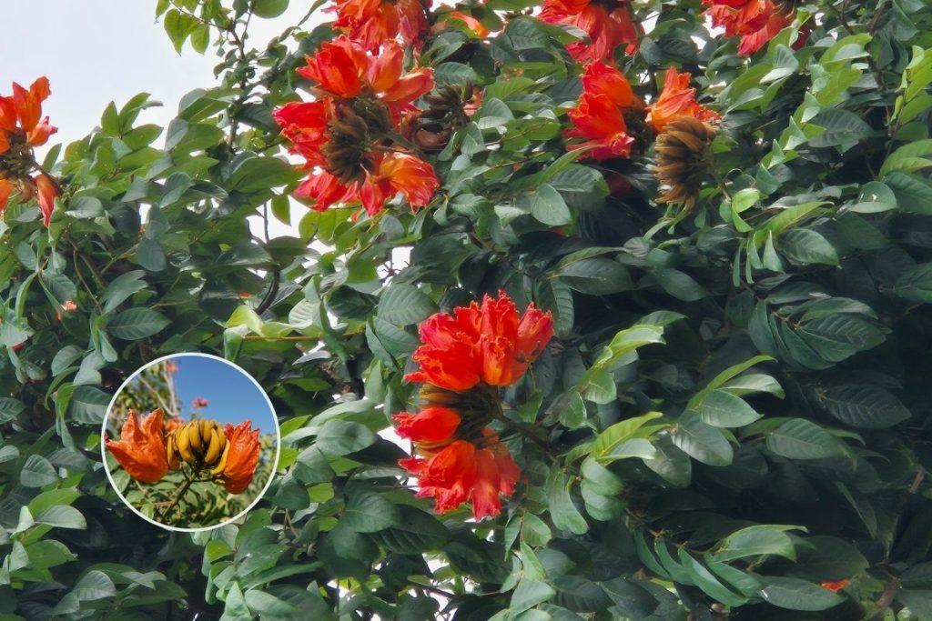African Tulip Relative