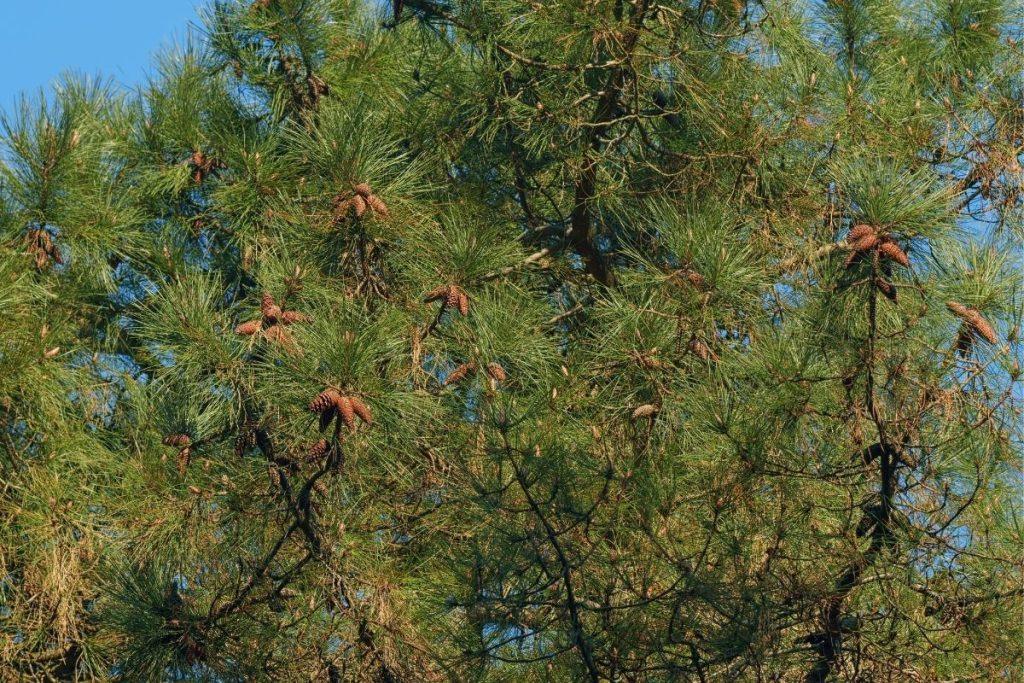 Jhau-Athel Tree