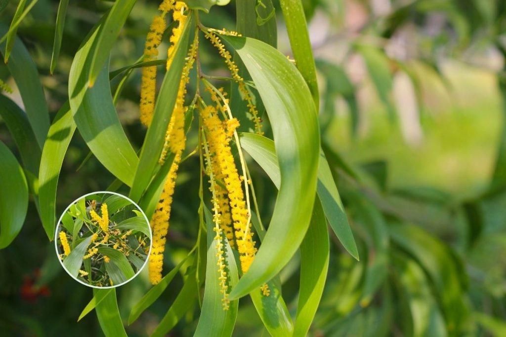 Australian Acacia / Akashmoni