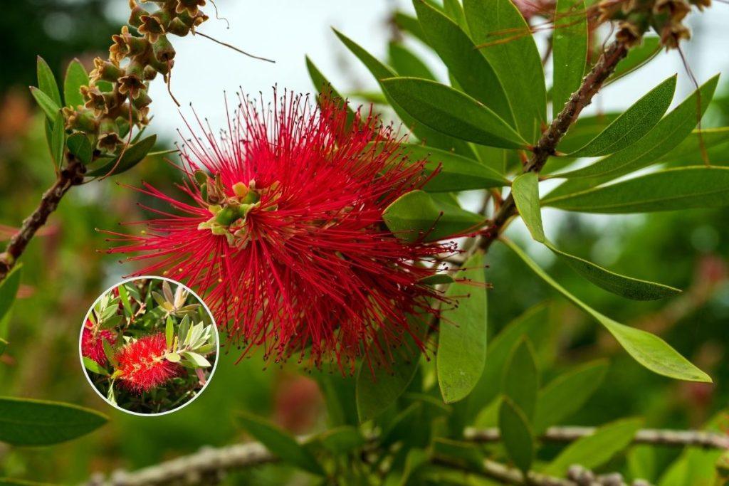 Bottlebrush Tree
