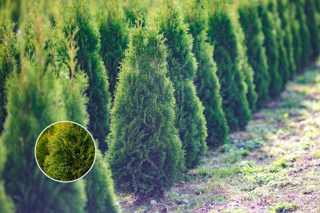 Mediterranean Cypress