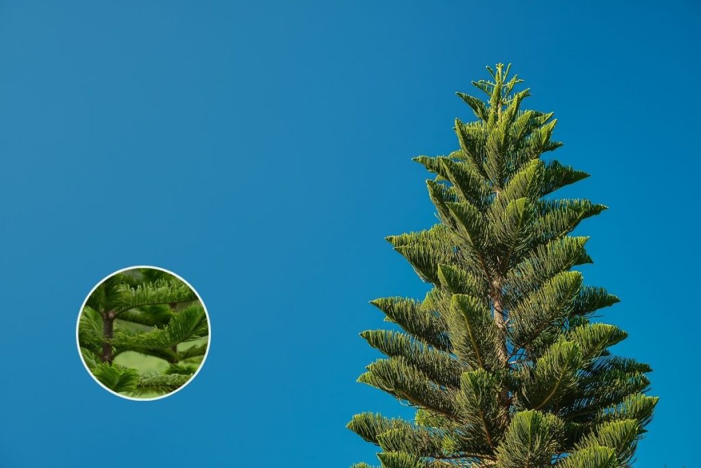 Norfolk Island Pine