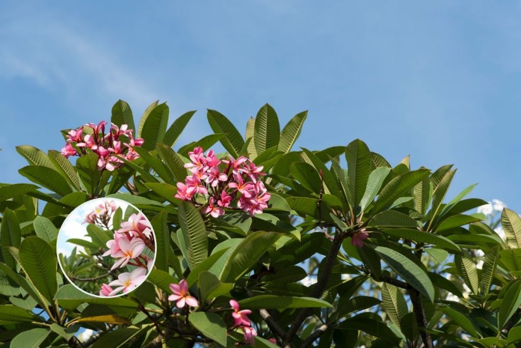 Frangipani