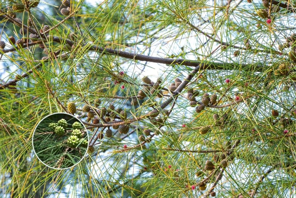 Australian Pine