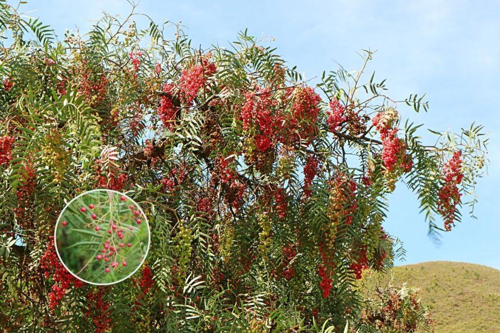 Peruvian Pepper Tree