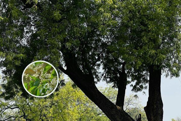 Neem Tree