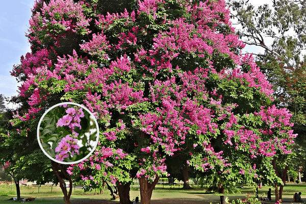 Alternate Indian Trees Exclusive LS Article 1