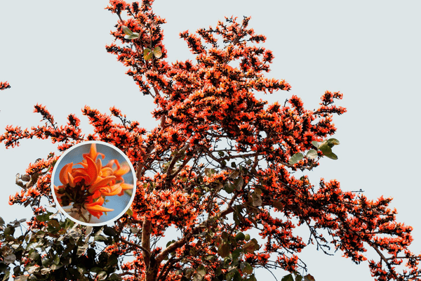 Palash Tree 4