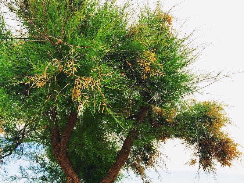 Jerusalem Thorn