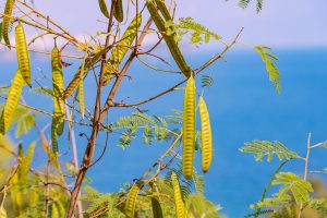 senegalia catechu khair tree with fruits against sea background it is widely used india as medicine as snack