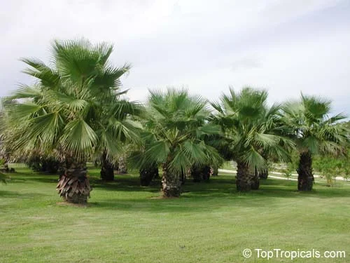 Washingtonia-robusta