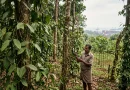 Did Keralas Policies Kill Its Black Pepper Industry 1