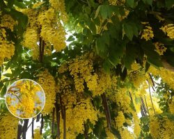 Above image details – Popular Indian Name: Amaltas / Indian Laburnum (Cassia fistula). Origin: Native to the Indian subcontinent, later widely used in colonial-era ornamental avenue planting. Known Negative Effects/Issues: Heavy seasonal flower and pod litter, slippery shedding on roads and pavements, and maintenance challenges in dense urban spaces due to long seed pods and recurring cleanup requirements. Cassia fistula