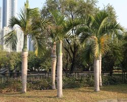 Above image details – Popular Indian Name: Royal Palm (Roystonea regia). Origin: Native to the Caribbean region, introduced into colonial institutional landscapes and elite avenue planting projects. Known Negative Effects/Issues: Heavy frond drop can become hazardous in public spaces, shallow root systems reduce storm stability, and the species provides relatively low ecological support for native biodiversity. Royal Palm