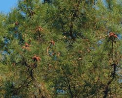 Above image details – Popular Indian Name: Jhau / Athel Tree (Tamarix aphylla). Origin: Native to arid regions of Africa and the Middle East, later used in colonial dryland forestry and shelterbelt plantations. Known Negative Effects/Issues: High water consumption in dry regions, salt accumulation in soils, invasive tendency near riverbanks, and suppression of nearby native vegetation. Jhau-Athel Tree
