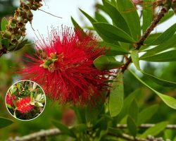 Above image details – Popular Indian Name: Bottlebrush Tree (Callistemon citrinus). Origin: Native to Australia, introduced into colonial ornamental gardens and roadside landscaping across India. Known Negative Effects/Issues: Dense ornamental planting limits native species diversity, heavy flowering attracts excessive insect concentration near urban areas, and shallow roots may interfere with pavements in compact spaces. Bottlebrush Tree