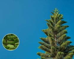 Above image details – Popular Indian Name: Norfolk Island Pine (Araucaria heterophylla). Origin: Native to Norfolk Island near Australia, introduced into colonial bungalow gardens and institutional campuses in India. Known Negative Effects/Issues: Poor adaptability to crowded urban spaces, brittle branches during cyclones and storms, and limited ecological value for native Indian birds and pollinators. Norfolk Island Pine