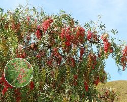 Popular Indian Name: Peruvian Pepper Tree (Schinus molle). Origin: Native to South America, introduced into colonial gardens and avenue landscapes for ornamental planting. Known Negative Effects/Issues: Invasive spread in dry climates, fallen berries create litter problems, and pollen as well as aromatic compounds may trigger allergies in sensitive individuals. Peruvian Pepper Tree