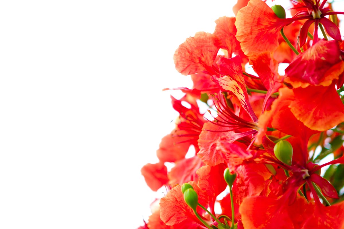 Above image details - Popular Indian Name (English)Gulmohar / Flame Tree (Delonix regia). Introduced in India By / Period by British botanists in 19th century as ornamental avenue tree. Known Negative Effects / Issues: Weak wood, branches break during storms, invasive tendency in some tropical regions, aggressive surface roots