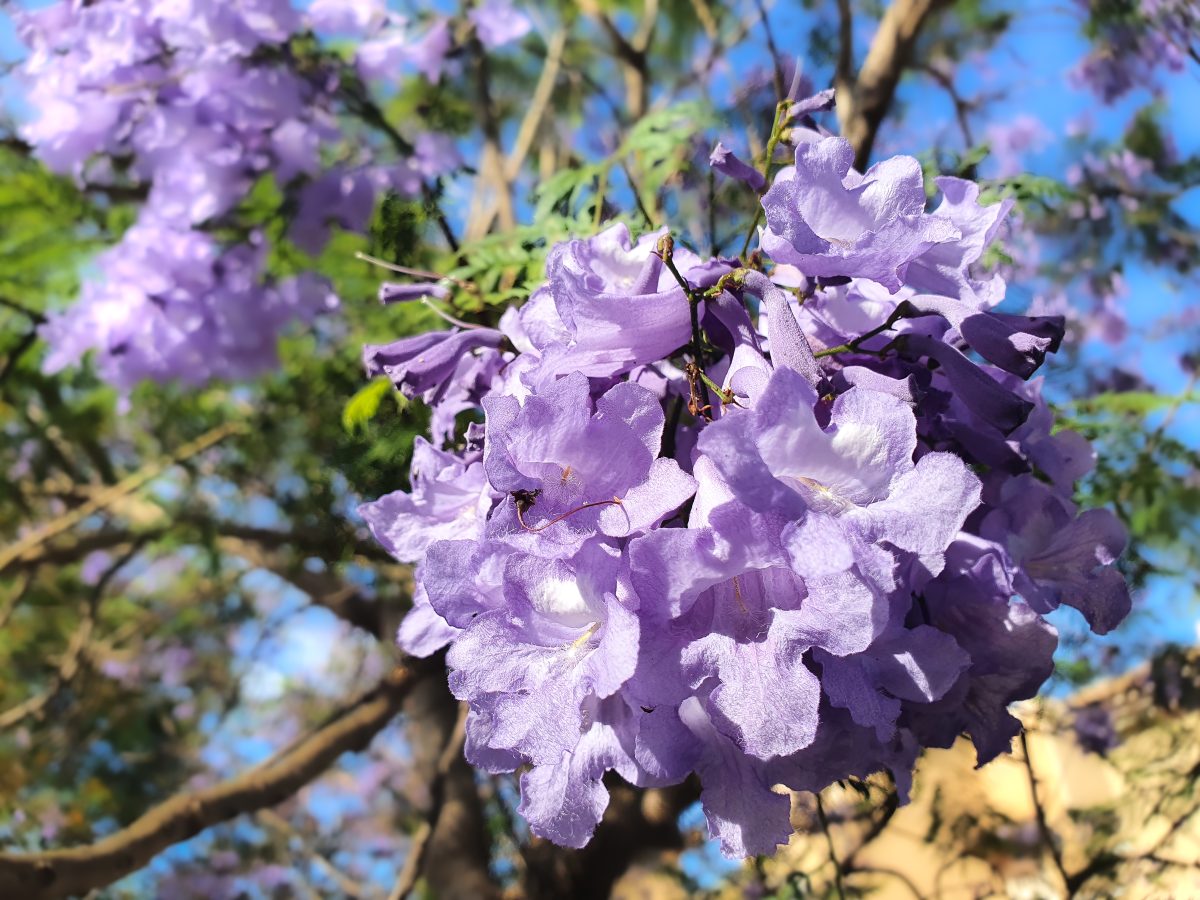 Above image details - Popular Indian Name (English) Jacaranda / Blue Jacaranda (Jacaranda mimosifolia). Introduced in India through colonial botanical gardens during the late 19th century. Known Negative Effects / Issues: Slippery flower litter, messy seasonal shedding, shallow root system.