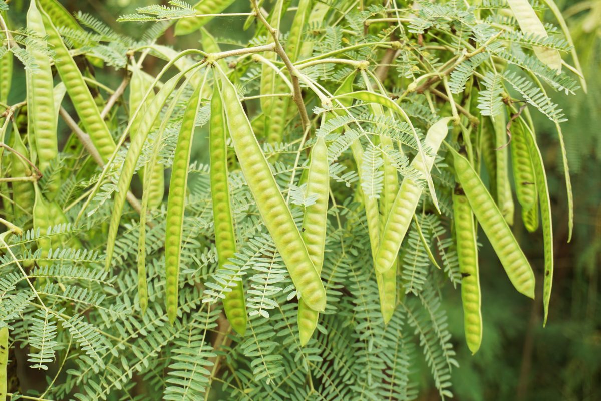 Above image details - Popular Indian Name (English) Subabul / Lead Tree (Leucaena leucocephala). Promoted extensively in India during social forestry programs in the 1970s–1980s. Known Negative Effects / Issues: Highly invasive, displaces native species, contains toxic mimosine compound affecting livestock in excess quantities.