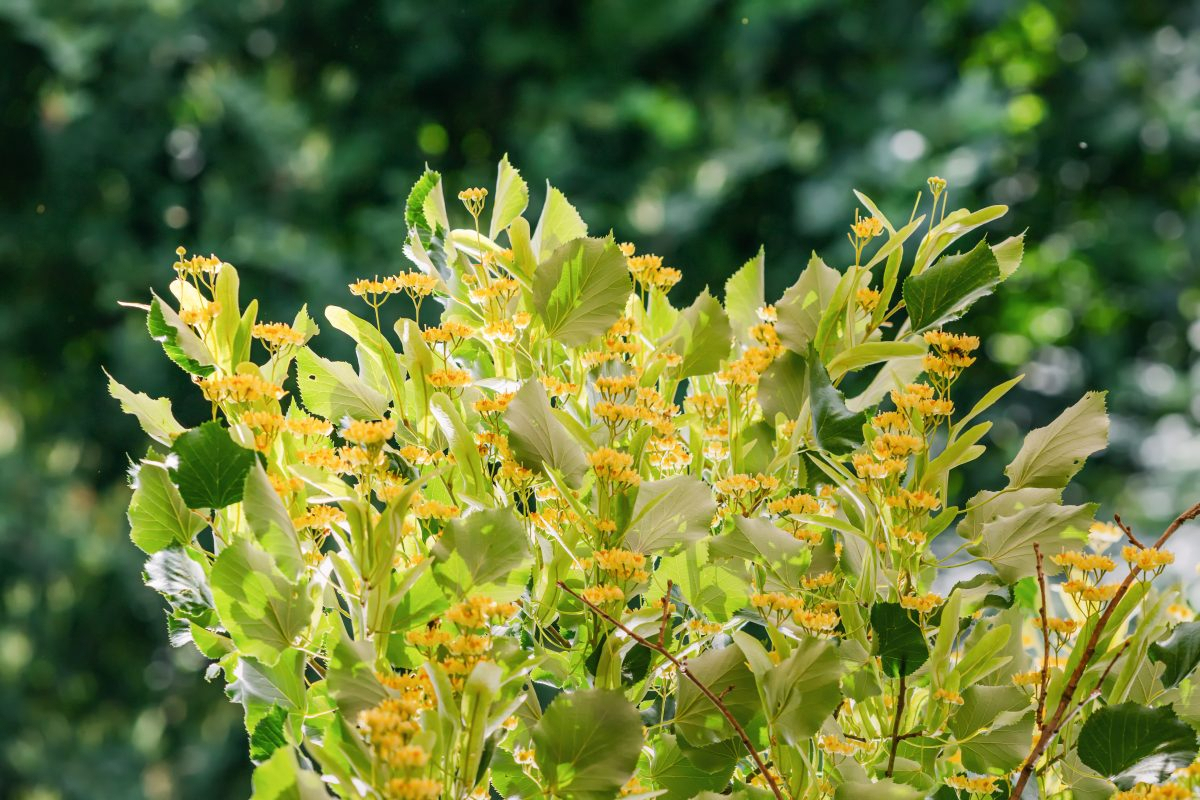 Above image details - Popular Indian Name (English) Copperpod / Yellow Flame Tree (Peltophorum pterocarpum). Introduced in India By / Period during British-era urban landscaping and roadside plantation drives. Known Negative Effects / Issues: Heavy leaf and pod litter, weak branches, roots may damage pavements and drainage lines