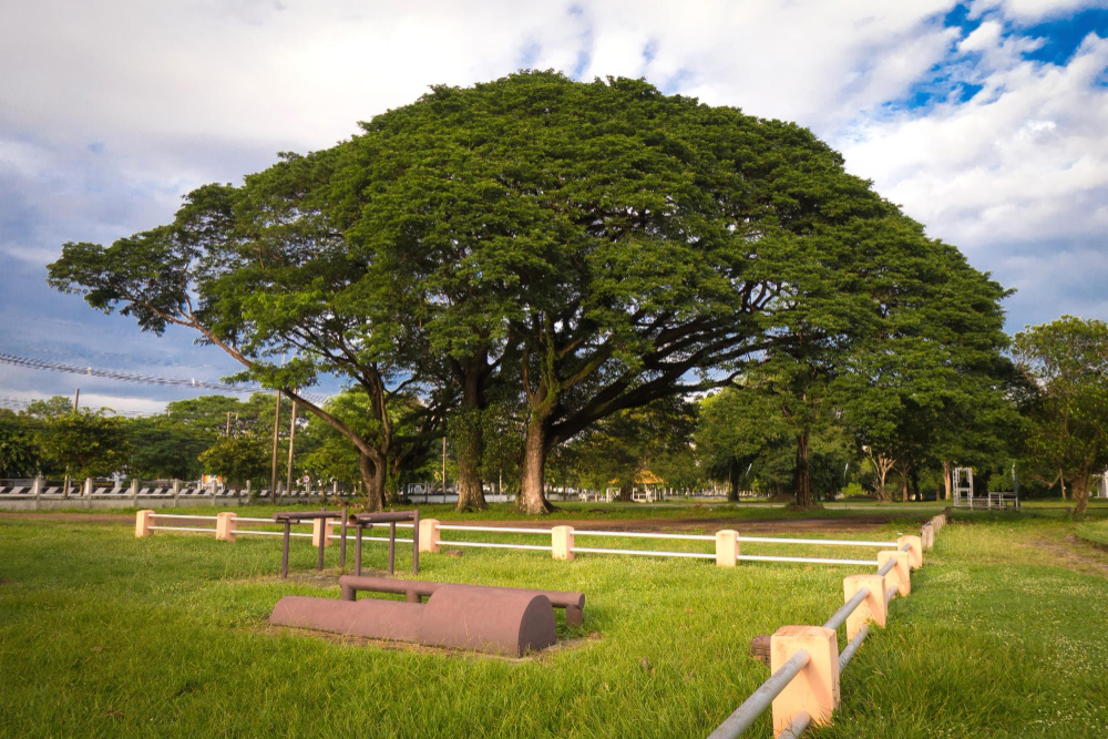 Above image details - Popular Indian Name (English) Rain Tree (Samanea saman). Introduced in India during the colonial period for roadside shade plantations. Known Negative Effects / Issues: Massive roots may damage roads and foundations, dense canopy blocks sunlight, heavy branch fall risk during storms.