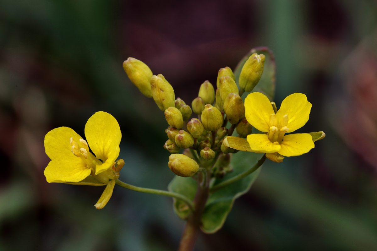 Above image details - Popular Indian Name (English) Kassod Tree / Siamese Senna (Senna siamea). Introduced in India during British colonial horticultural expansion in the 19th century for avenue planting. Known Negative Effects / Issues: Dense shade suppresses undergrowth, brittle branches, invasive tendency in some regions.