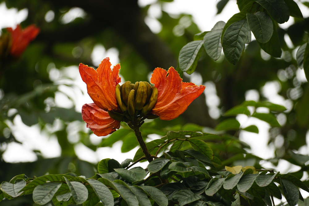 Above image details - Popular Indian Name (English) African Tulip Tree (Spathodea campanulata). Introduced in India during the British period as an ornamental flowering tree. Known Negative Effects / Issues: Highly invasive in tropical ecosystems, suppresses native flora, weak branches, nectar may affect some pollinators.