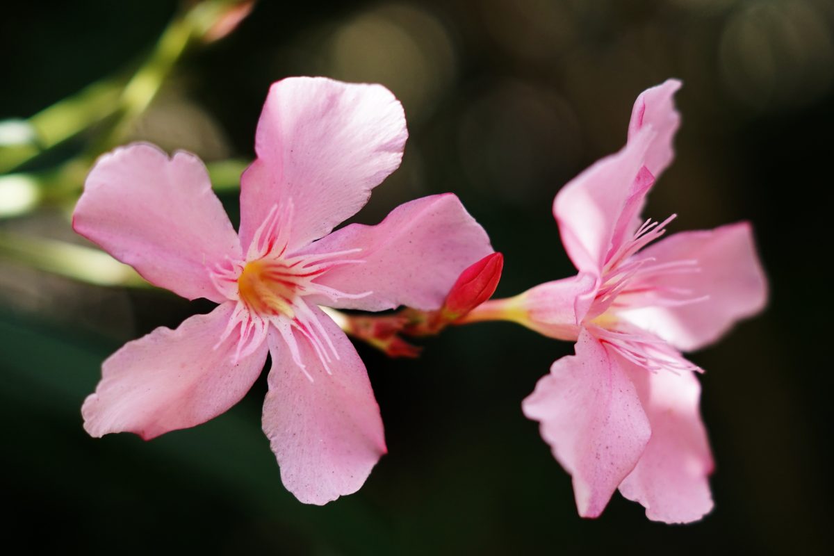 Above image details - Popular Indian Name (English) Pink Trumpet Tree (Tabebuia rosea). Introduced in India for ornamental urban landscaping during late colonial and post-independence periods. Known Negative Effects / Issues: Heavy flower litter, shallow roots may crack pavements, moderate maintenance issues.
